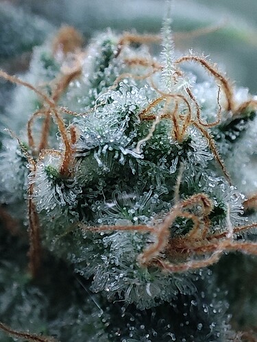 Growreport Bild 112