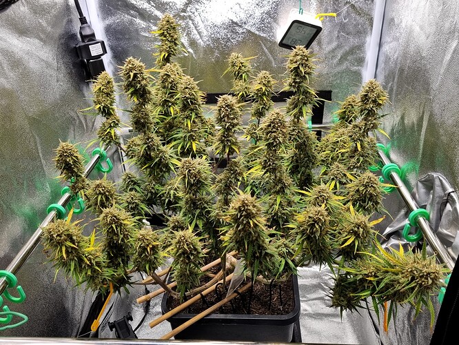 Growreport Bild 6