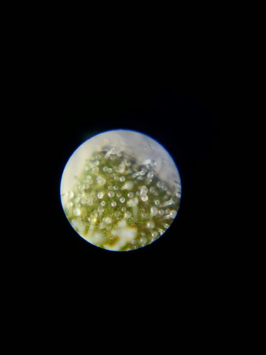 Growreport Bild 3