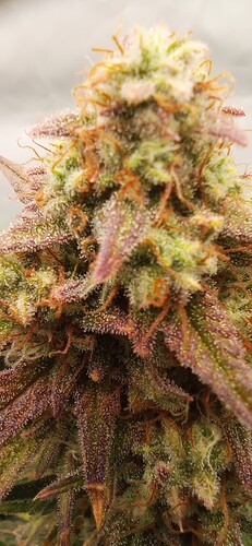 Growreport Bild 3