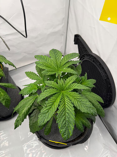 Growreport Bild 17