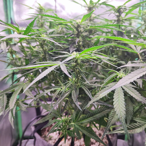 Growreport Bild 2