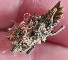 Growreport Bild 2