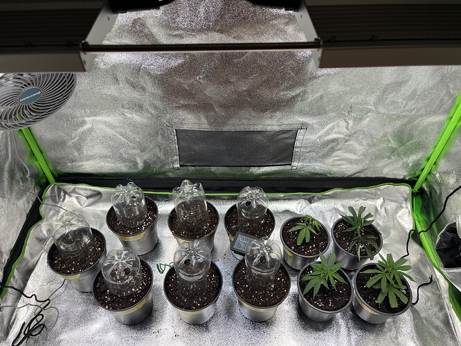 Growreport Bild 30