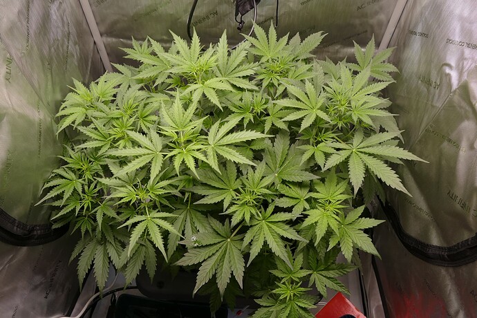 Growreport Bild 13