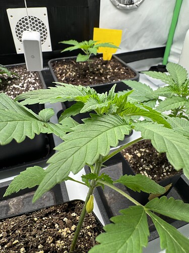 Growreport Bild 3
