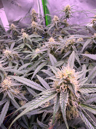 Growreport Bild 21