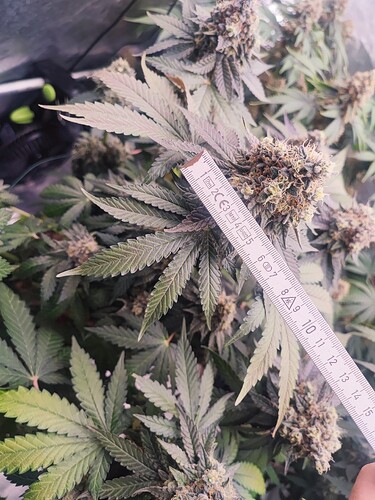 Growreport Bild 25