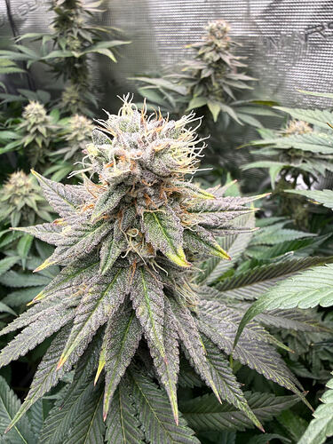 Growreport Bild 23
