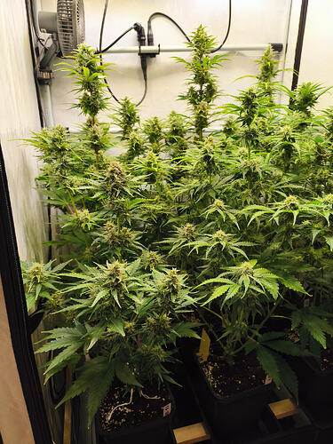 Growreport Bild 6