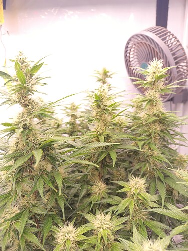 Growreport Bild 3