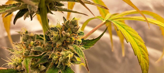 Growreport Bild 44