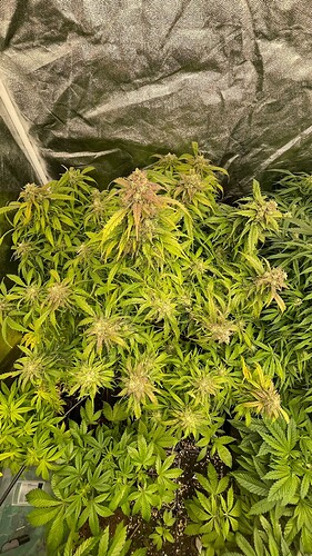 Zwei Cannabis-Pflanzen in einem Growzelt, eine davon in fortgeschrittener Blütephase mit violetten Farbtönen.