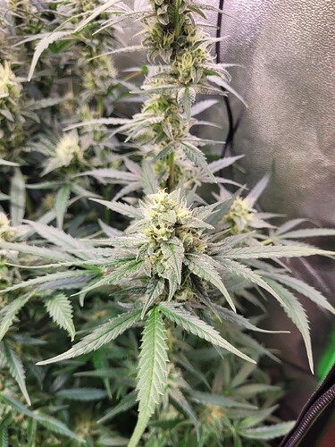 Growreport Bild 7