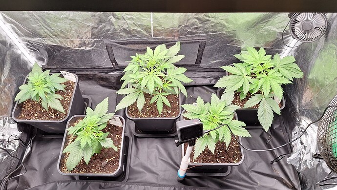 Growreport Bild 1