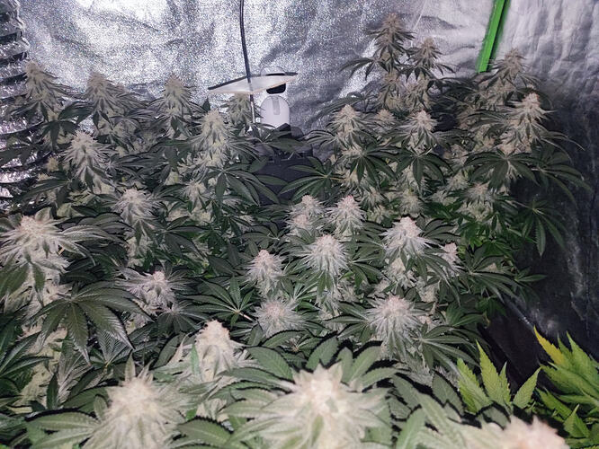 Growreport Bild 119