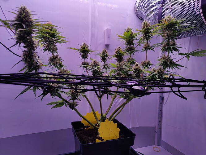 Growreport Bild 11