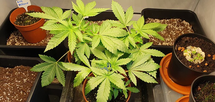 Growreport Bild 2