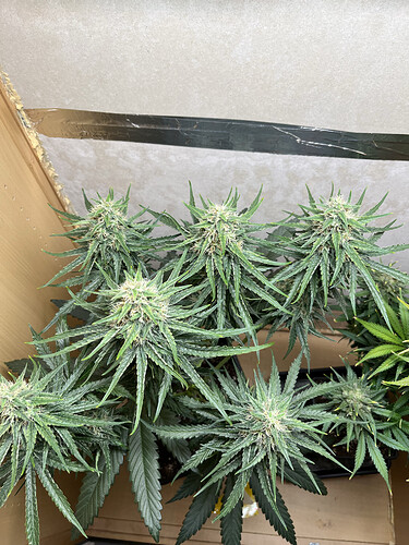 Growreport Bild 3