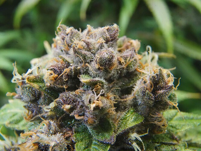 Growreport Bild 2