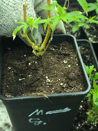 Growreport Bild 38