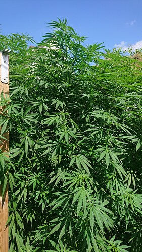 Growreport Bild 25