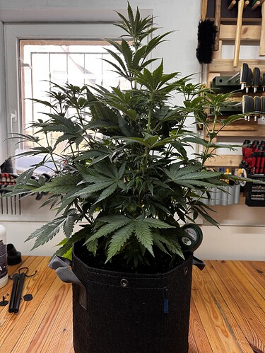 Growreport Bild 4
