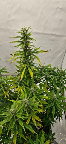 Growreport Bild 4