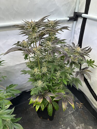 Growreport Bild 1