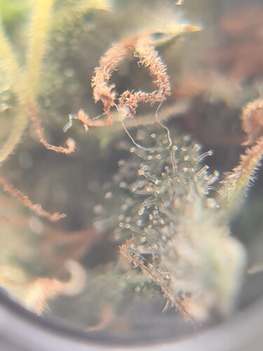 Growreport Bild 37
