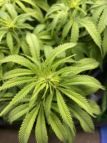 Growreport Bild 20
