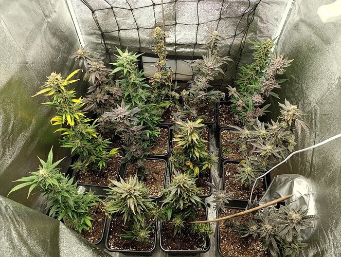 Growreport Bild 1