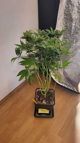Eine Cannabis-Pflanze in der Blütephase in einem schwarzen Topf mit einem gelben Etikett, auf dem ein 'C' steht.