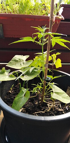 Growreport Bild 2