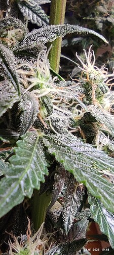 Growreport Bild 20