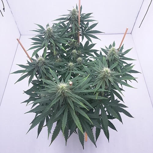 Growreport Bild 1