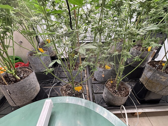 Growreport Bild 39