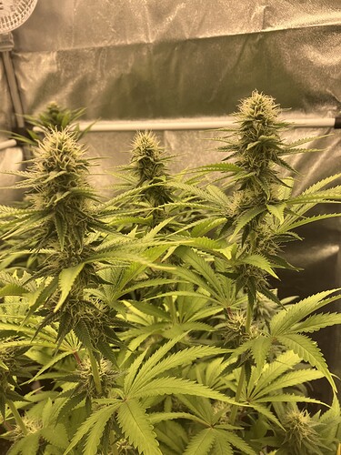 Growreport Bild 6
