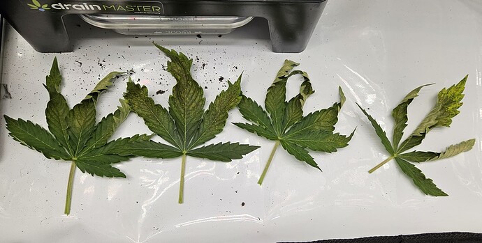 Growreport Bild 30