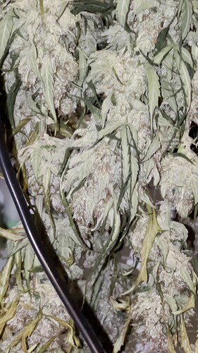 vlcsnap-2025-03-04-07h59m05s673