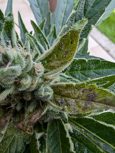 PXL_20240803_110601911