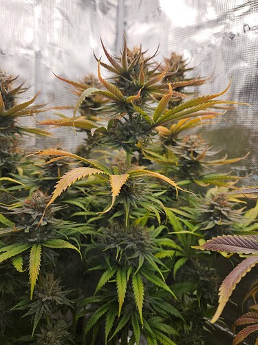 Growreport Bild 25