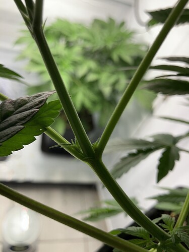 Growreport Bild 3