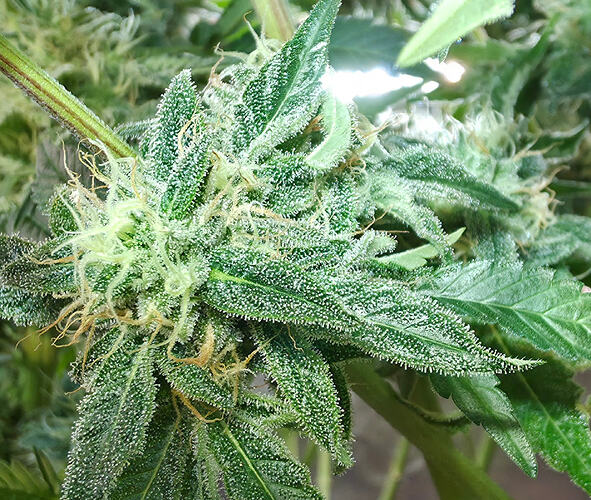 Growreport Bild 15
