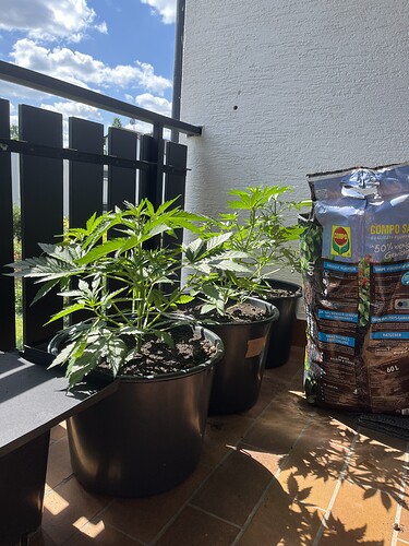 Growreport Bild 6