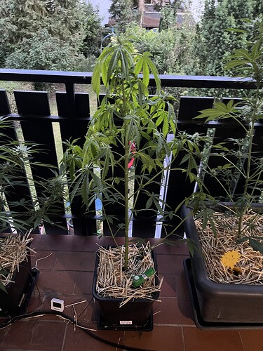 Growreport Bild 4