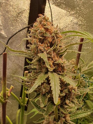 Growreport Bild 9