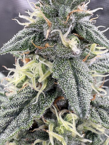 Growreport Bild 31