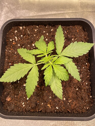 Growreport Bild 8