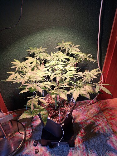 Growreport Bild 1